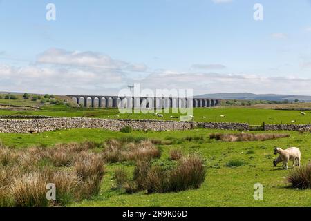 In una calda giornata estiva, potrai ammirare i terreni agricoli del Ribblehead Viaduct. Muro di pietra a secco intorno a un prato di pecore. North Yorkshire Dales al loro meglio. Foto Stock
