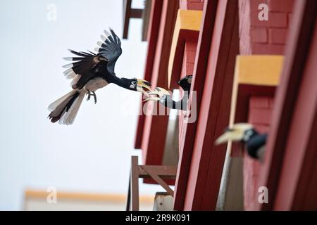 Due maschi Oriental Pied Hornbils Jostle per posizione su una sporgenza finestra in una proprietà immobiliare pubblica, Singapore Foto Stock