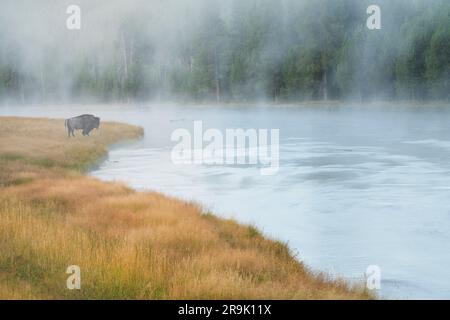 Bufalo solitario sul lato del fiume Madison con nebbia. È stato aggiunto il parco nazionale di Yellowstone, Wyoming Bison Foto Stock