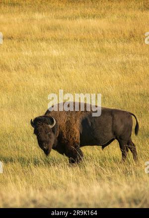 Bufalo selvatico nel prato. Parco nazionale di Yellowstone, WY Work Foto Stock