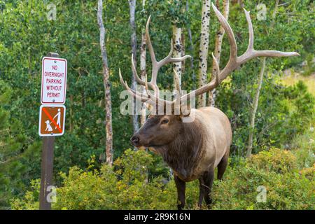 Summer Bull Elk - Una vista ravvicinata di un'alce di toro maturo che si ergono e pascolano vicino al Glacier Gorge Trailhead in una sera d'estate. RMNP, CO, USA. Foto Stock