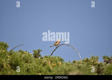 Maschio Common Linnet (Carduelis cannabina) arroccato sulla cima di un Twig arcuato tra la macchia, contro un Deep Blue Sky sull'Isola di Man, Regno Unito a giugno Foto Stock