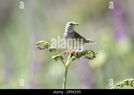 Pipit prato (Anthus pratensis) arroccato sulla cima di una singola pianta con cibo in bek e testa girato a destra dell'immagine, sullo sfondo di fiori selvatici Foto Stock