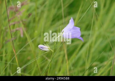 Primo piano di una bella Campanula persicifolia blu in un prato, messa a fuoco selettiva, spazio di copia Foto Stock