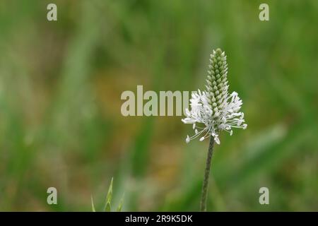 Primo piano di un bellissimo impianto di terreni plantago in un prato, spazio di copia, messa a fuoco selettiva Foto Stock