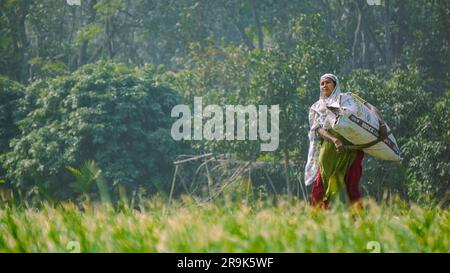 Paesaggio del Bangladesh. Un contadino sta tornando a casa con i suoi raccolti attraverso il campo. Il Bangladesh è uno dei principali paesi agricoli dell'Asia meridionale. Foto Stock