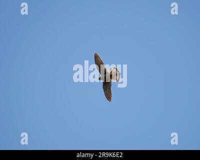 Gheppio comune, gheppio europeo, falke turca, Faucon crécerelle, Falco tinnunculus, vörös vércse, Hortobágy, Ungheria, Magyarország, Europa Foto Stock
