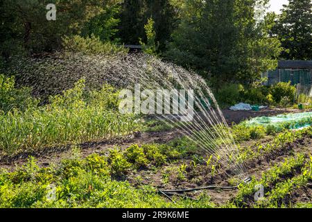 Sistema di irrigazione con acqua che imita la pioggia nell'orto domestico domestico all'aperto la sera d'estate. Foto Stock