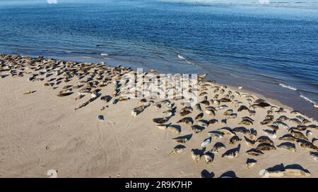 Un primo piano delle foche che si crogiolano sulla sabbia nella baia di Findhorn Foto Stock