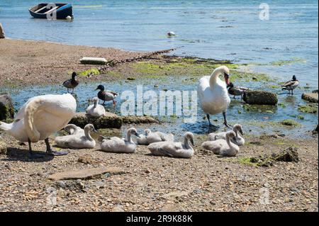 Un paio di cigni con cignetti in riva al mare. Bosham, Chichester, West Sussex, Inghilterra, Regno Unito Foto Stock