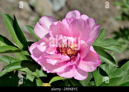 Graziosa varietà di fiori di peonia di anemone color lilla (Paeonia Itoh primo arrivo) nel giardino estivo. Pianta perenne di Bushy con fioritura precoce e lunga Foto Stock