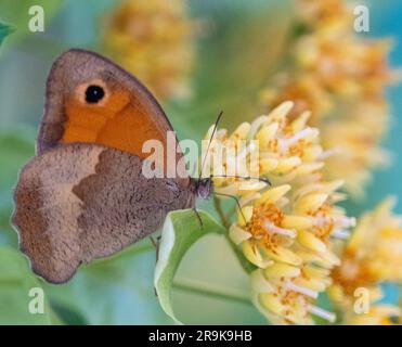 Strandja mountians Bulgaria 27 giugno 2023: I colori della natura serale mentre si nutrono di nettare, le farfalle raccoglieranno involontariamente il polline sulle loro gambe impollinano molti tipi di fiori selvatici, :Clifford Norton Alamy Foto Stock