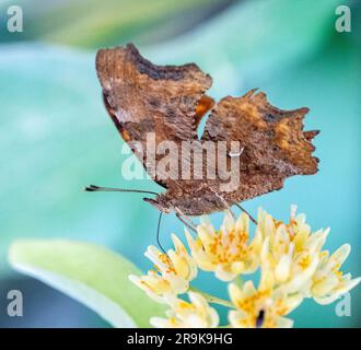 Strandja mountians Bulgaria 27 giugno 2023: I colori della natura serale mentre si nutrono di nettare, le farfalle raccoglieranno involontariamente il polline sulle loro gambe impollinano molti tipi di fiori selvatici, :Clifford Norton Alamy Foto Stock