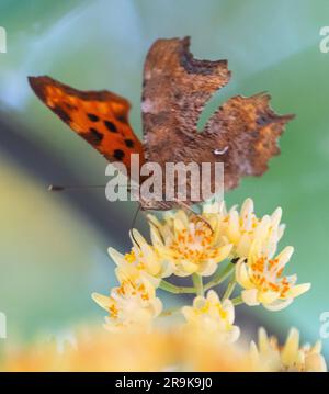 Strandja mountians Bulgaria 27 giugno 2023: I colori della natura serale mentre si nutrono di nettare, le farfalle raccoglieranno involontariamente il polline sulle loro gambe impollinano molti tipi di fiori selvatici, :Clifford Norton Alamy Foto Stock