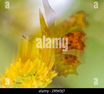 Strandja mountians Bulgaria 27 giugno 2023: I colori della natura serale mentre si nutrono di nettare, le farfalle raccoglieranno involontariamente il polline sulle loro gambe impollinano molti tipi di fiori selvatici, :Clifford Norton Alamy Foto Stock