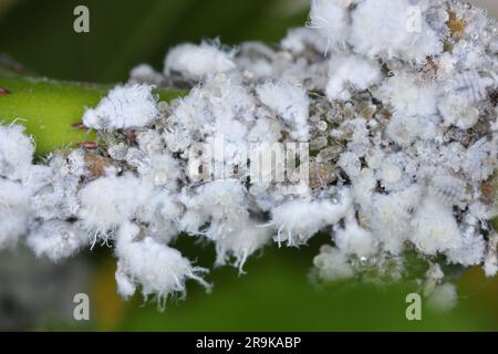 Prociphilus bumeliae. Una colonia di secrezioni di afidi pelose ricoperte di cera su un frassino. Foto Stock