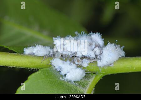 Prociphilus bumeliae. Una colonia di secrezioni di afidi pelose ricoperte di cera su un frassino. Foto Stock