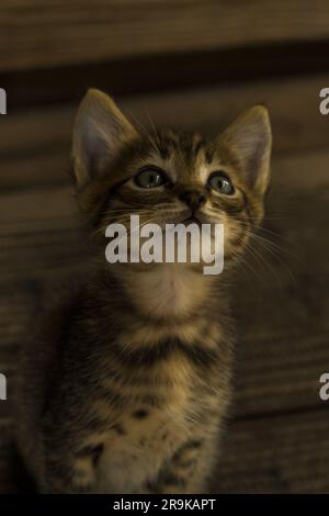 Grazie all'affascinante obiettivo macro, i dettagli intricati di un piccolo gattino prendono vita. Ogni frusta delicato, gli occhi espressivi e la pelliccia vellutata creano Foto Stock