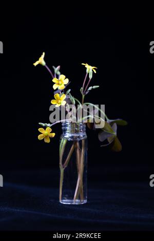 Il legno fiorito sorrel in un piccolo vaso di vetro. Foto Stock