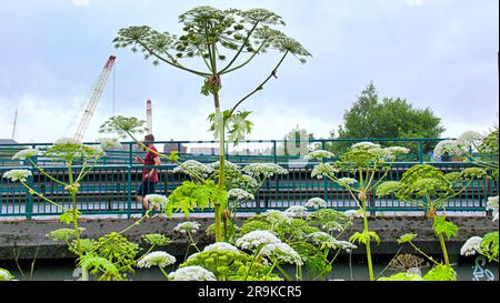 Glasgow, Scozia, Regno Unito dal 27 giugno, 2023.Hogweed Triffid Jungle sulle rive del fiume Kelvin vicino al punto di attrazione turistica Riverside Museum, un museo dei trasporti progettato da Zaha Hadid come recinzione protettiva è abbattuta e la pericolosa foresta è accessibile accanto alla pista ciclabile accanto all'affollata autostrada clydeside con alcune delle gli esemplari di quasi 5 m di altezza e che ora seminano saranno sparsi dalle automobili della vicina autostrada . Credit Gerard Ferry/Alamy Live News Foto Stock