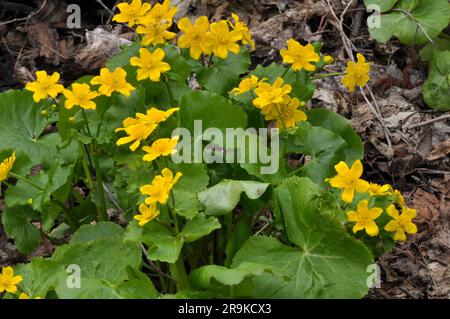In primavera, la calta palustris cresce nella foresta umida di ontano Foto Stock