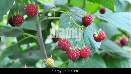 Frutti di lampone e foglie verdi su un ramo di cespuglio Foto Stock