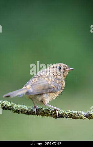 Primo piano di un giovane Robin (erithacus rubecula) su un ramo con sfondo verde naturale - Yorkshire, Regno Unito (giugno 2023) Foto Stock