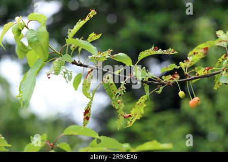 Sintomi della malattia di Shot Hole nei frutti di pietra (Prunus spp.) ciliegie. Causa da parte del patogeno della pianta fungina Stigmina carpophila (sin. Wilsonomyces carpophi Foto Stock