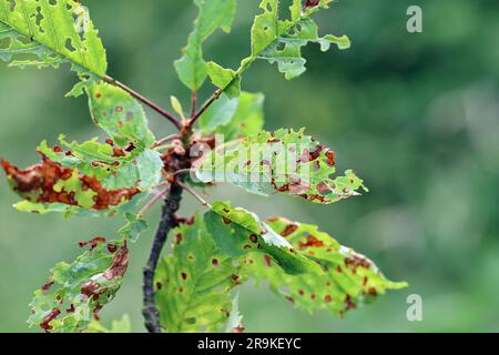 Sintomi della malattia di Shot Hole nei frutti di pietra (Prunus spp.) ciliegie. Causa da parte del patogeno della pianta fungina Stigmina carpophila (sin. Wilsonomyces carpophi Foto Stock