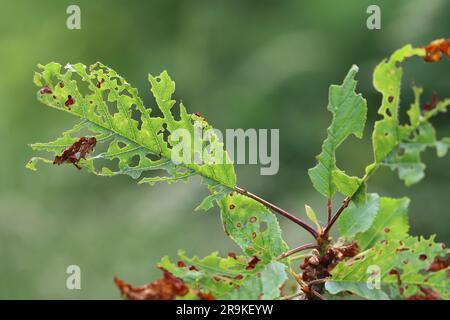 Sintomi della malattia di Shot Hole nei frutti di pietra (Prunus spp.) ciliegie. Causa da parte del patogeno della pianta fungina Stigmina carpophila (sin. Wilsonomyces carpophi Foto Stock