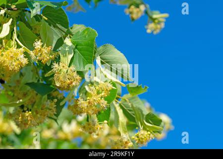 Linden fiorisce in un primo piano Foto Stock
