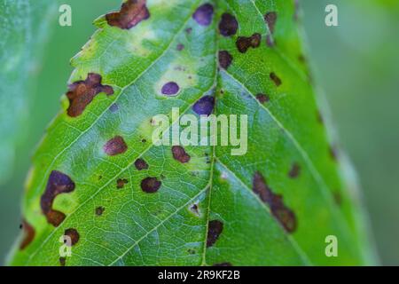 Sintomi della malattia di Shot Hole nei frutti di pietra (Prunus spp.) ciliegie. Causa da parte del patogeno della pianta fungina Stigmina carpophila (sin. Wilsonomyces carpophi Foto Stock