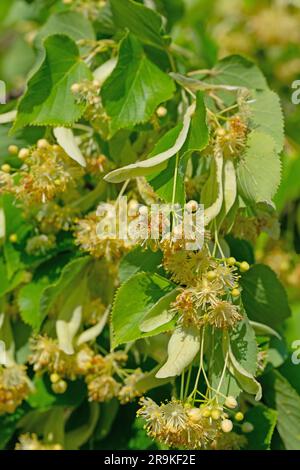 Linden fiorisce in un primo piano Foto Stock