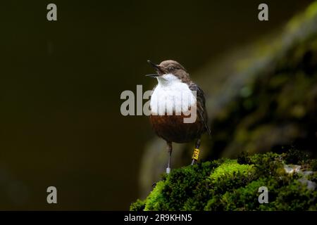 Dipper alla ricerca di insetti sul fiume Foto Stock