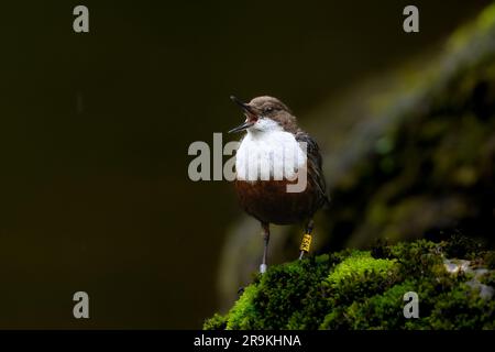 Dipper alla ricerca di insetti sul fiume Foto Stock