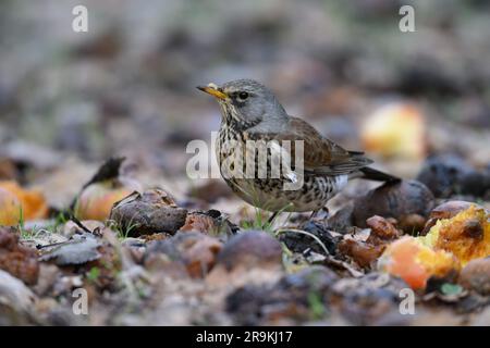 Fieldfare che si occupa di cibo in un frutteto Foto Stock