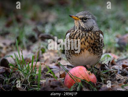 Fieldfare che si occupa di cibo in un frutteto Foto Stock