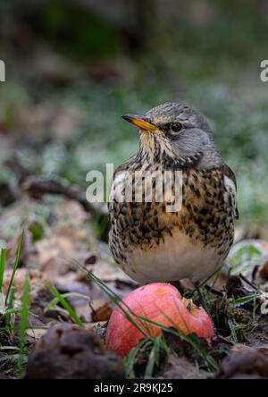 Fieldfare che si occupa di cibo in un frutteto Foto Stock