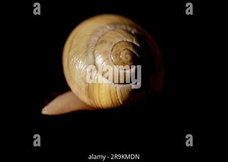 Foto macro di lumaca giallo brillante . La lumaca dalle labbra bianche o la lumaca con archetto da giardino (Cepaea hortensis). Foto Stock