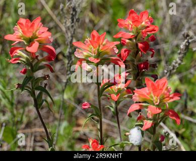 Indian Paintbrush Foto Stock