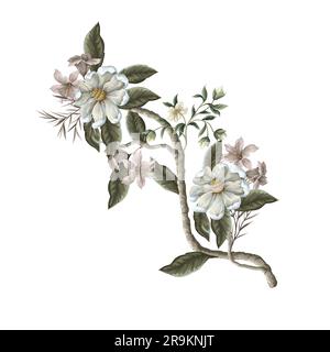 Rami di Magnolia isolati. Vettore. Illustrazione Vettoriale