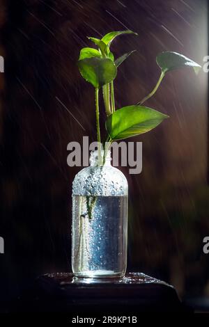 Una pianta di denaro (Epipremnum aureum) è una pianta di casa popolare che può crescere in acqua. Per propagare una pianta di denaro, è possibile tagliare un gambo sano e posizionarlo Foto Stock