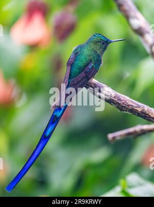 Un colibrì Sylph dalla coda lunga maschile (Aglaiocercus kingii) arroccato su un ramo. Colombia, Sud America. Foto Stock
