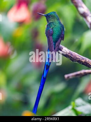 Un colibrì Sylph dalla coda lunga maschile (Aglaiocercus kingii) arroccato su un ramo. Colombia, Sud America. Foto Stock
