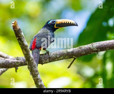 Un Aracari scritto (Pteroglossus inscriptus) appollaiato su un ramo. Colombia, Sud America. Foto Stock