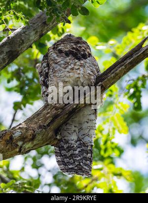 Un grande Potoo (Nyctibius grandis) arroccato sul suo albero del giorno. Colombia, Sud America. Foto Stock
