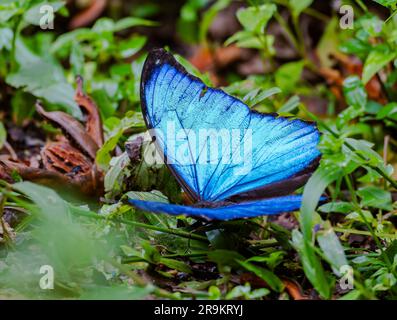 Una farfalla Morpho blu (Morpho menelaus) apre le sue ali blu scintillanti. Colombia, Sud America. Foto Stock