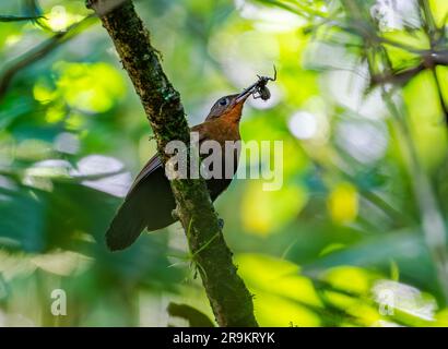 Un Leaftosser sudamericano (Sclerurus obscurior) con un ragno nel becco. Colombia, Sud America. Foto Stock