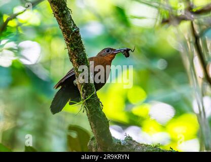 Un Leaftosser sudamericano (Sclerurus obscurior) con un ragno nel becco. Colombia, Sud America. Foto Stock