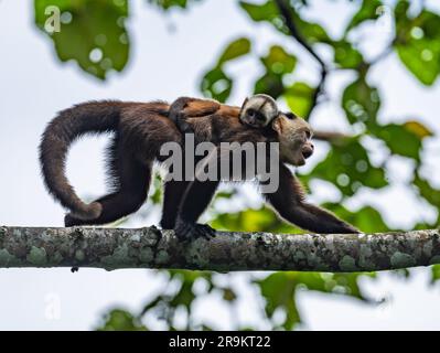 Una variegata scimmia cappuccina con fronti bianchi (Cebus versicolor) madre che porta un bambino sulla schiena, camminando su un ramo. Colombia, Sud America. Foto Stock